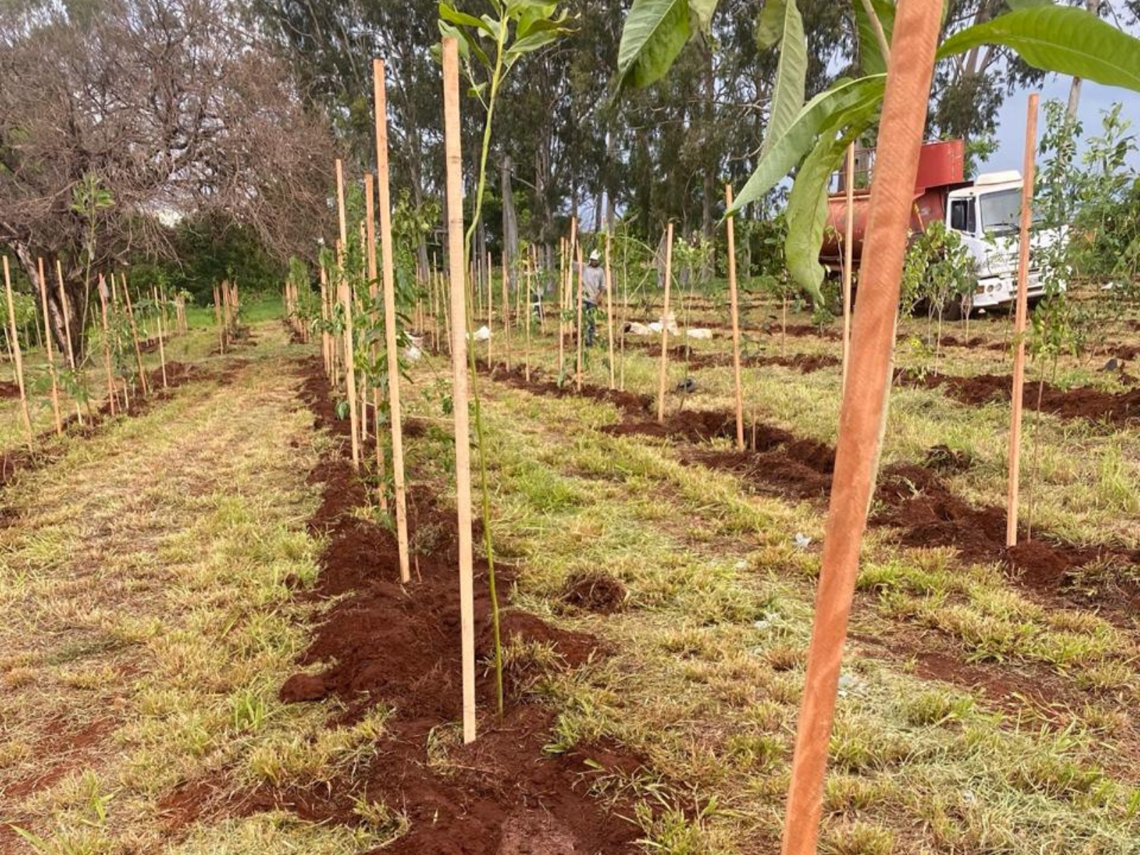 Extração e Transplante