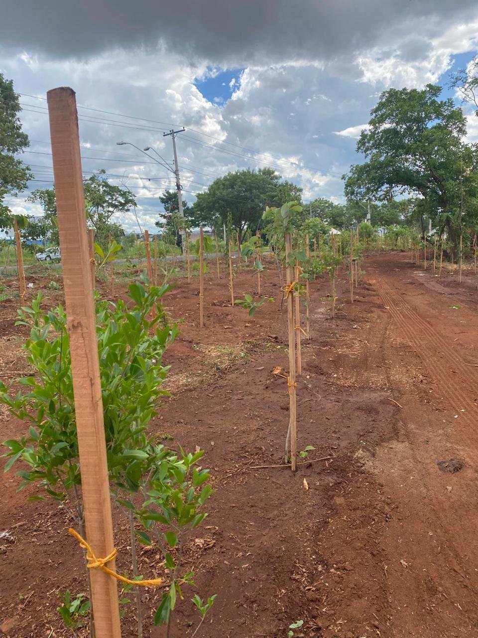 Compensação Ambiental
