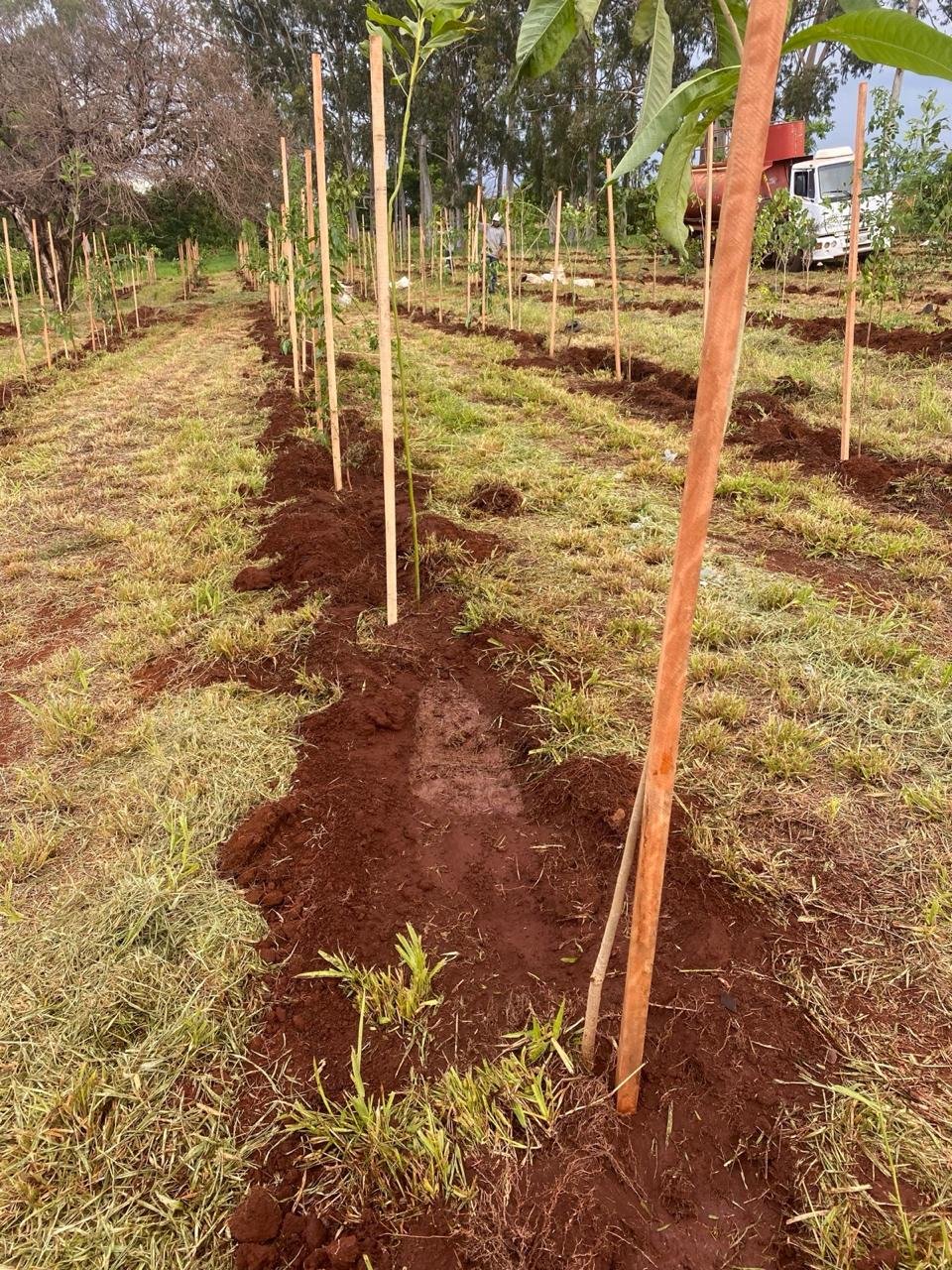 Compensação Ambiental