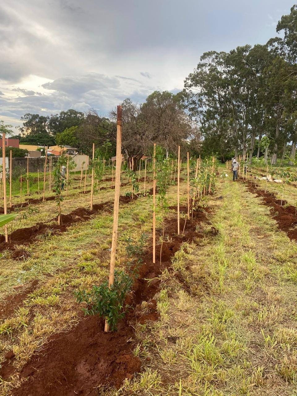 Compensação Ambiental