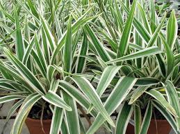 DIANELA VARIEGATA 40 A 50 CM