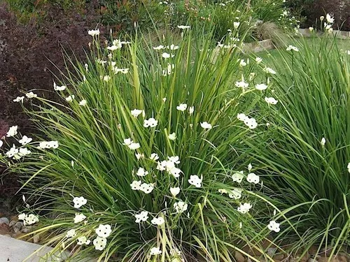 MOREIA BRANCA 40 A 60 CM