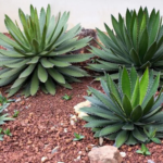 Agaves
