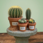 Cactos