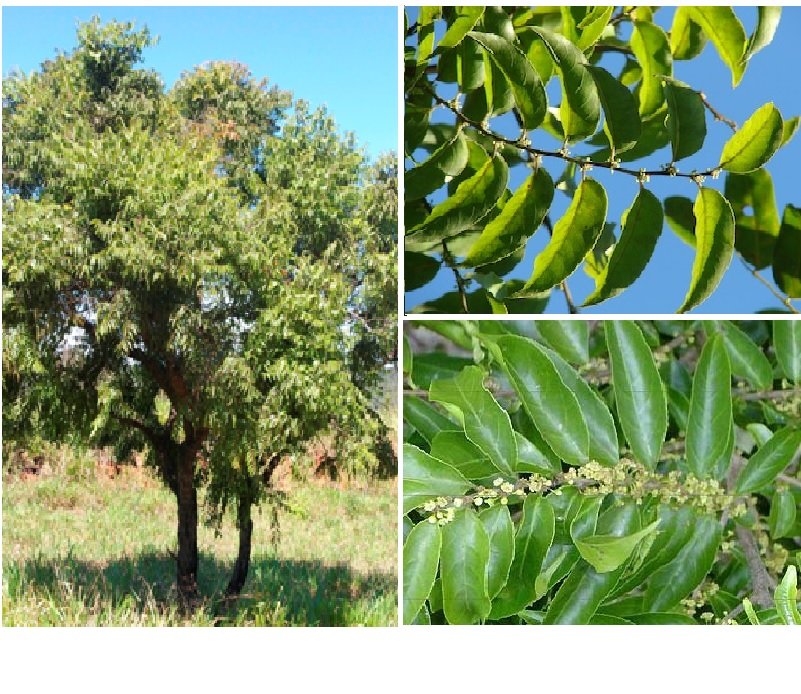 GUACATONGA 150 CM