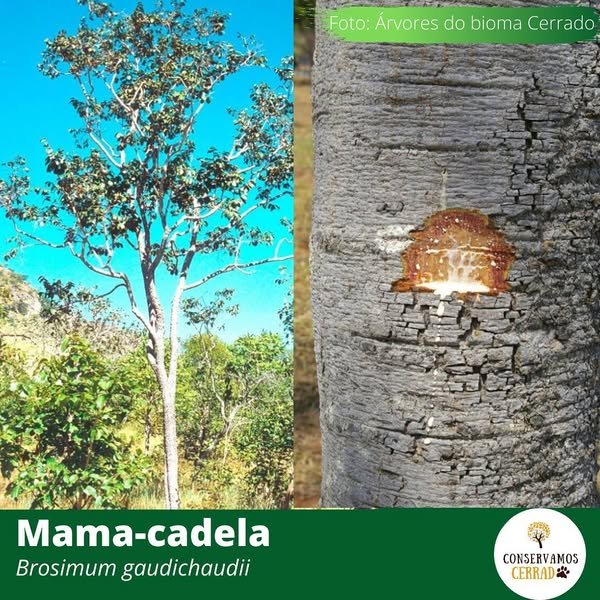 MAMICA DE CADELA 150 CM