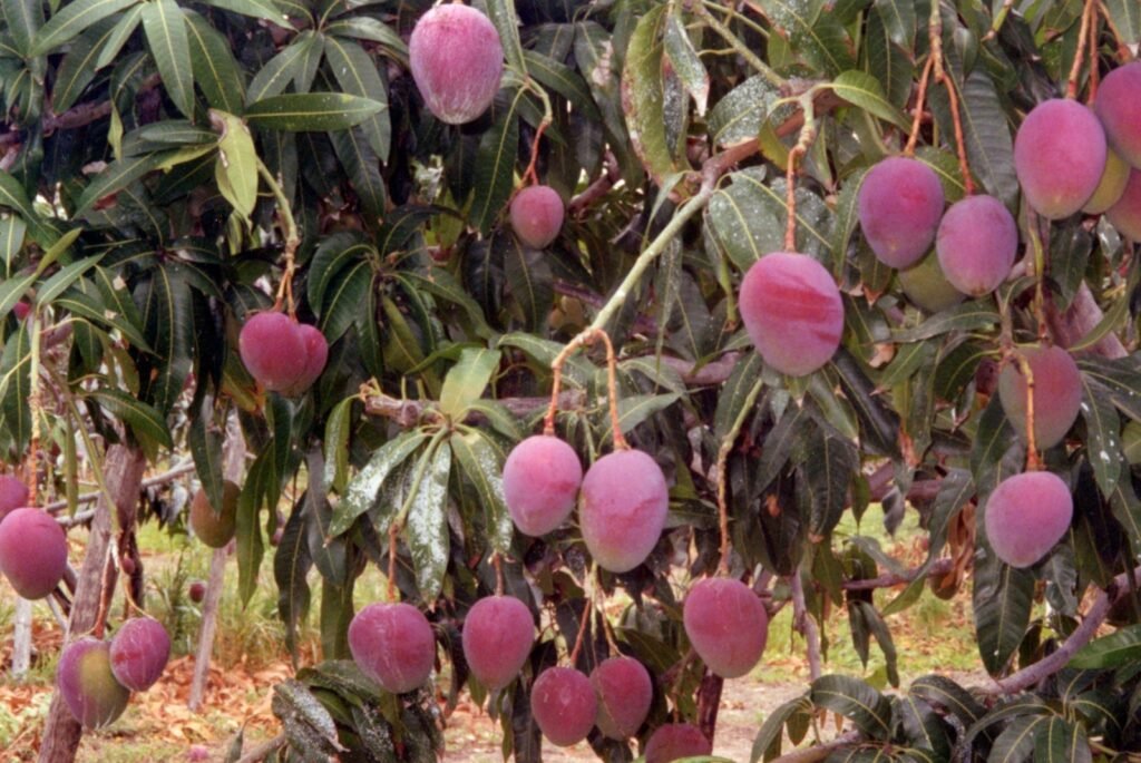 MANGA ROSA 170 A 200 CM