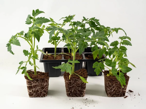 TOMATE CEREJA SAQUINHO