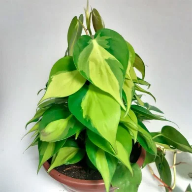 PHILODENDRON BRASIL CUIA 21 COM TUTOR CENTRAL