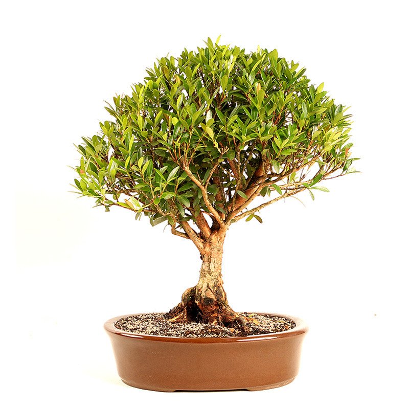 MINI CEREJA BOLA 20 A 25 CM