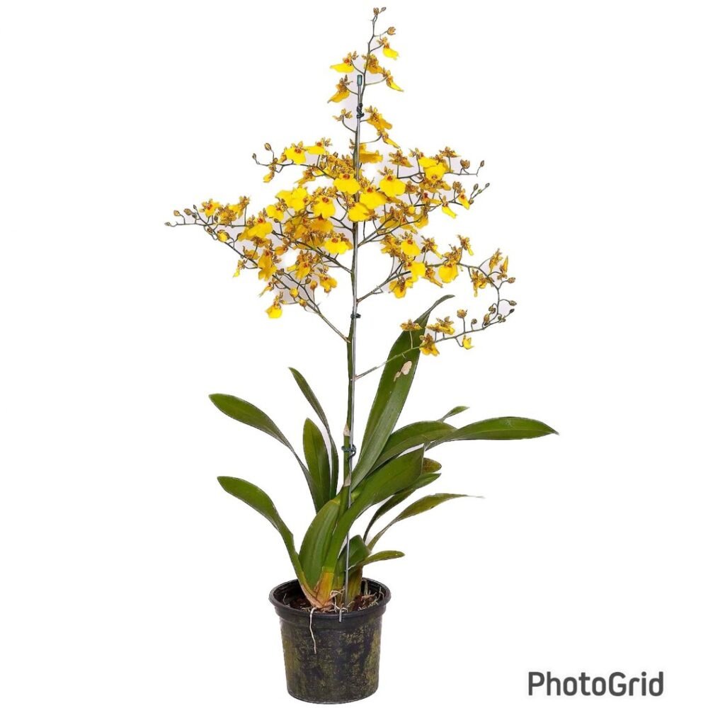 ORQUIDEA ONCIDIUM ALOHA PT 15
