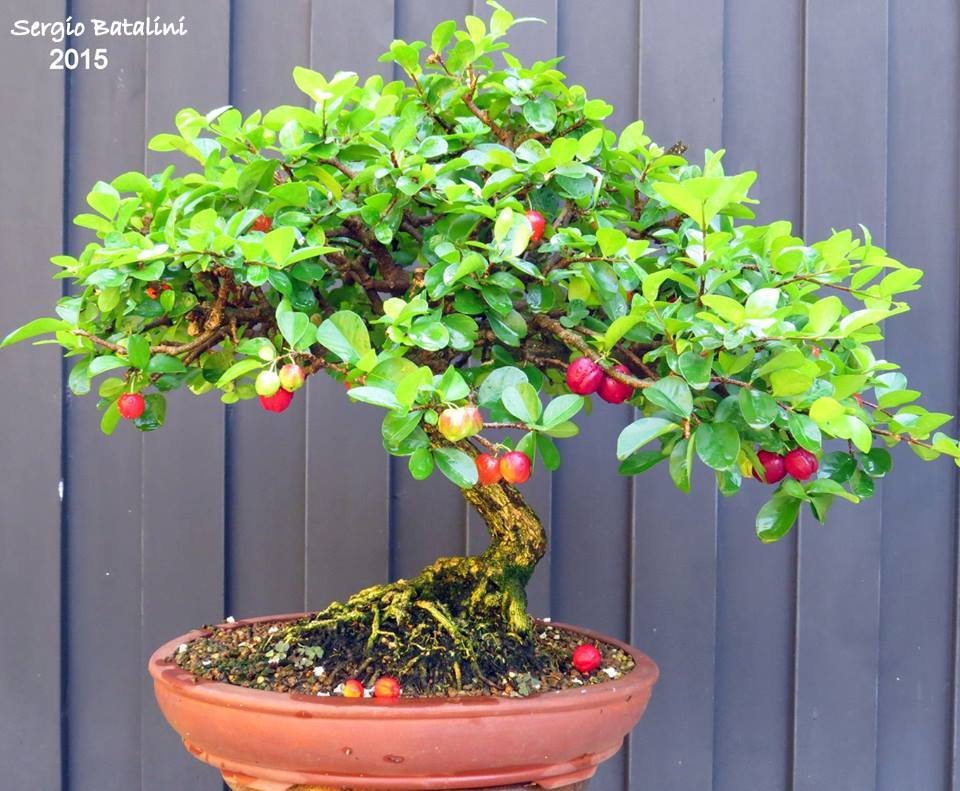 BONSAI PITANGA P