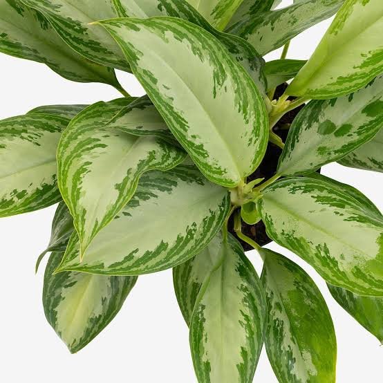 AGLAONEMA 40 A 50 CM