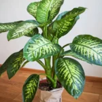 Plantas