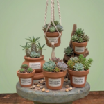 Suculentas